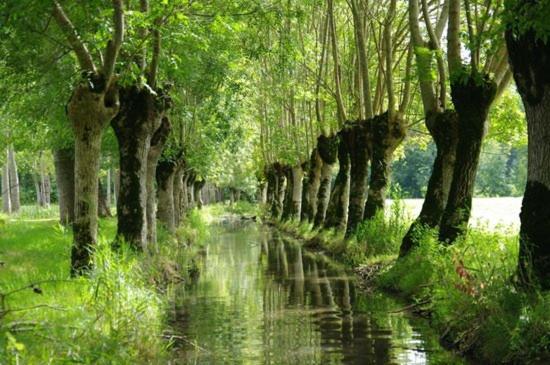 Une Maraichine En Bord De Conche Avec Barque Sans Linge De Maison Arçais 外观 照片